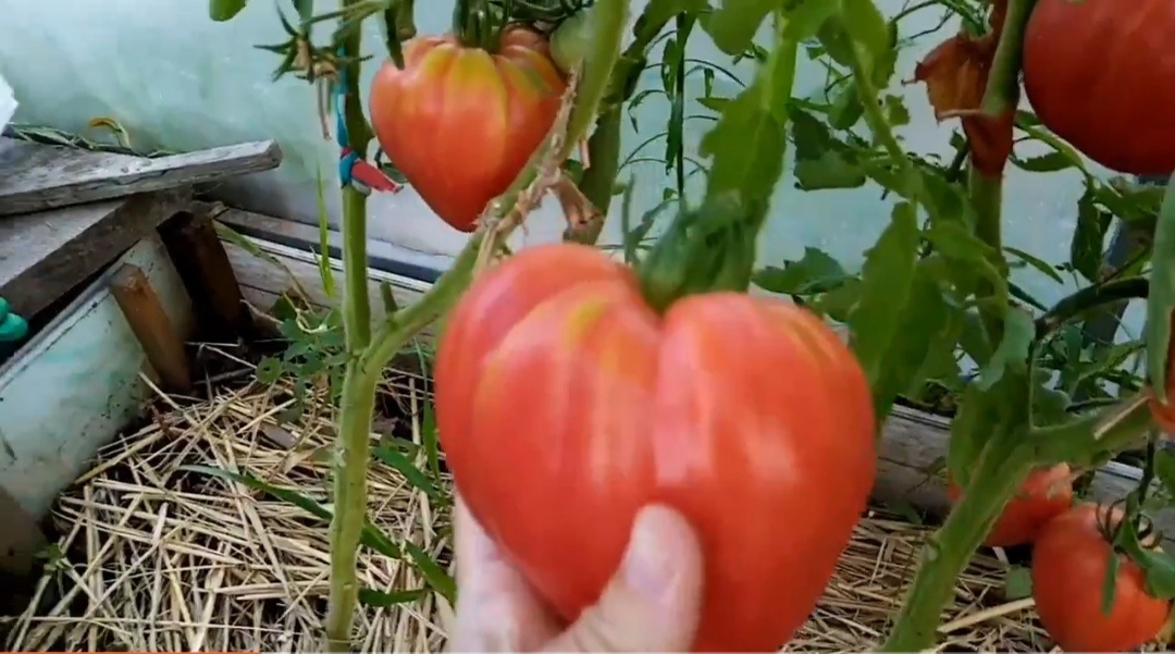 Томат Сахарная Настасья