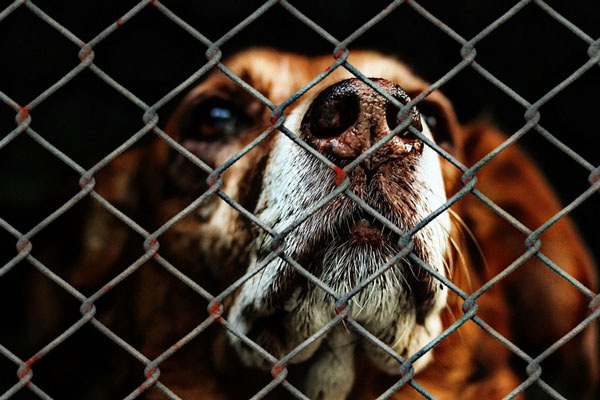     Фото: pixabay.com