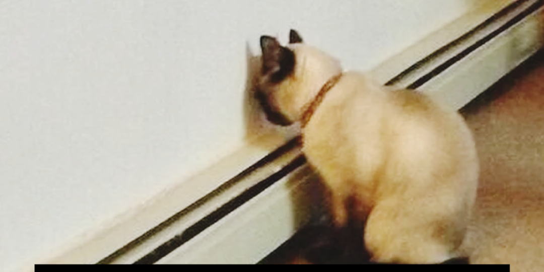 Какие позы кошки говорят о том, что ей плохо и больно