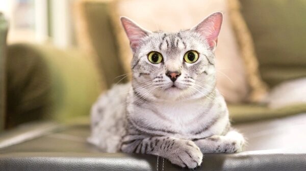 Египетский мау — порода грациозных кошек, чьи предки появились в древности и особенно почитались египтянами. Яркий пятнистый окрас вкупе с зелеными глазами — отличительные черты этих животных. Помимо эффектной внешности, кошки обладают дружелюбным характером и могут стать хозяину отличным другом.