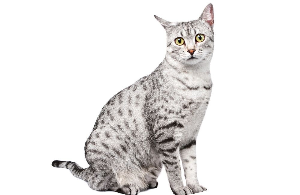 Египетский мау: основная информация о породе
Рост: 18–28 см
Вес: 3,5–6,5 кг
Продолжительность жизни: 12–15 лет [1]
Цена: 50–250 тыс. руб.