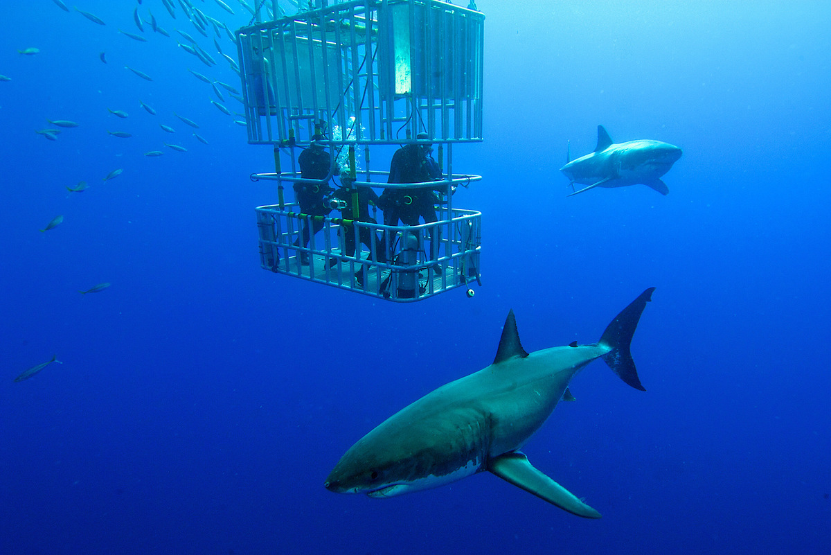 Погружение к белым акулам в Гансбае возможно только в клетке. Фото: Shutterstock