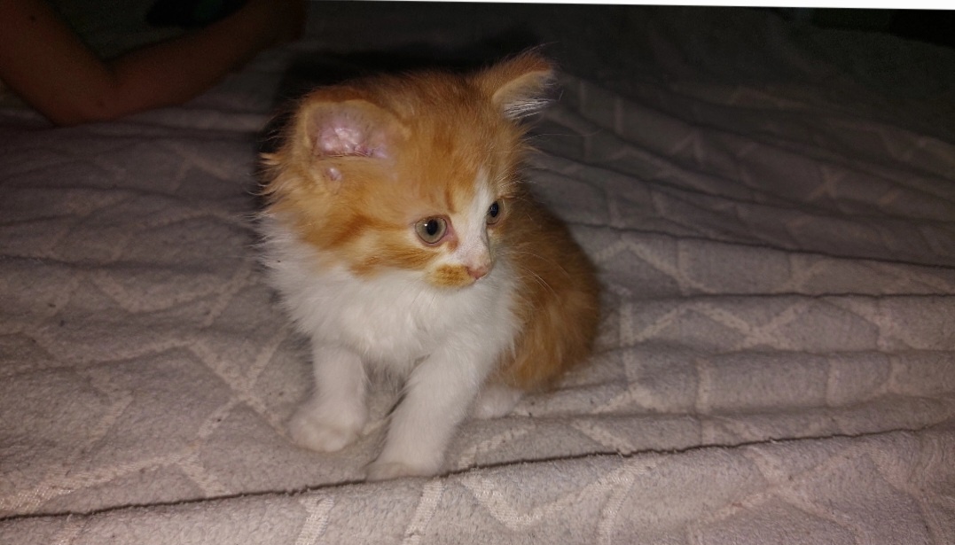 Наш любимец. Пушок. 