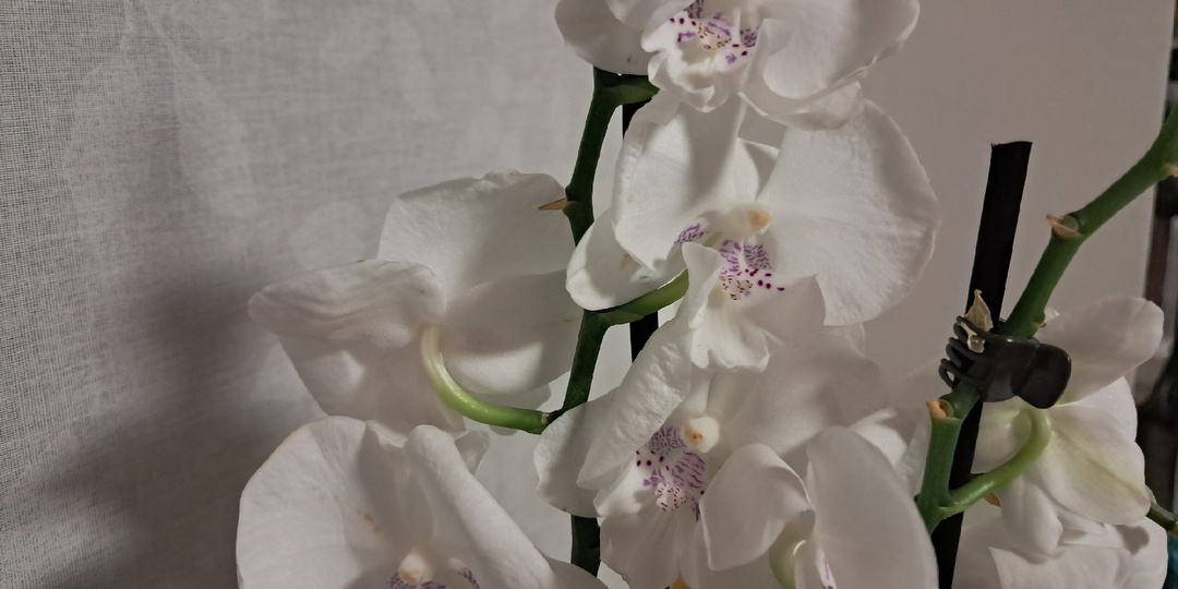 5 копеечных способов поднять влажность для цветов, о которых молчат в цветочных магазинах