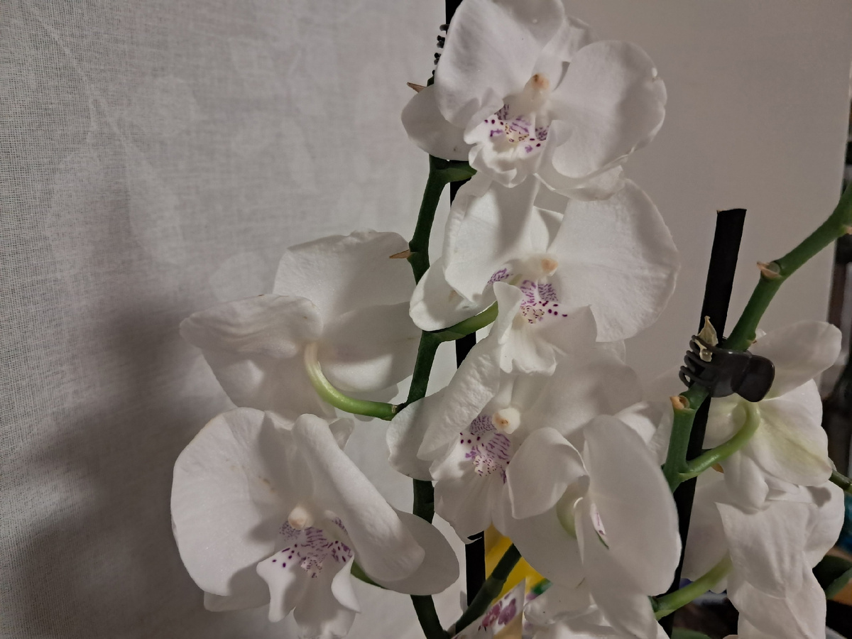 Орхидея цветёт