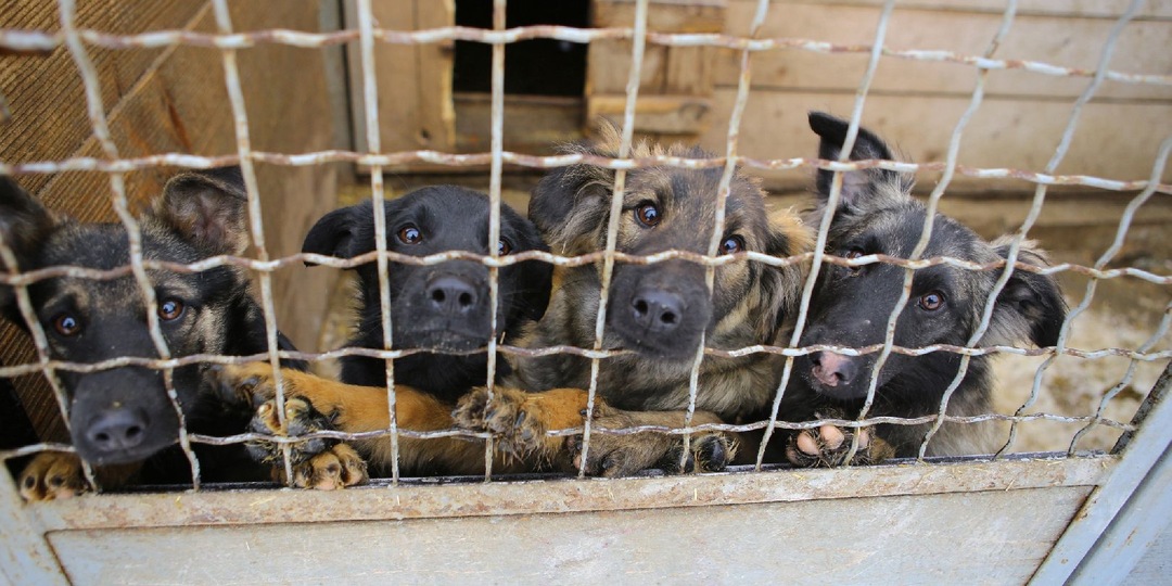 «Настоящий концлагерь»: В пермском приюте собаки умирали от голода и ели друг друга