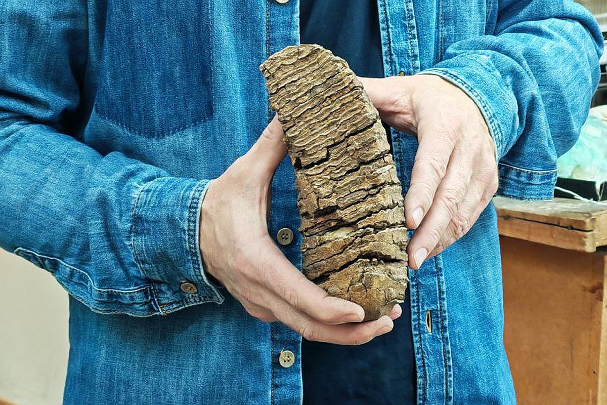    Ученые нашли новую причину вымирания древних гигантов, исследовав их зубы. / minobrnauki.gov.ru