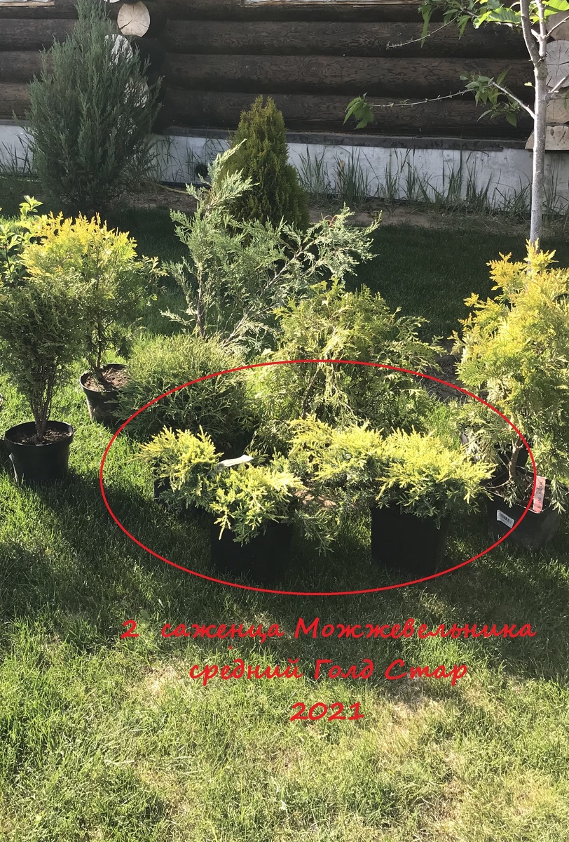26 мая 2021 года - привезенные растения из питомника