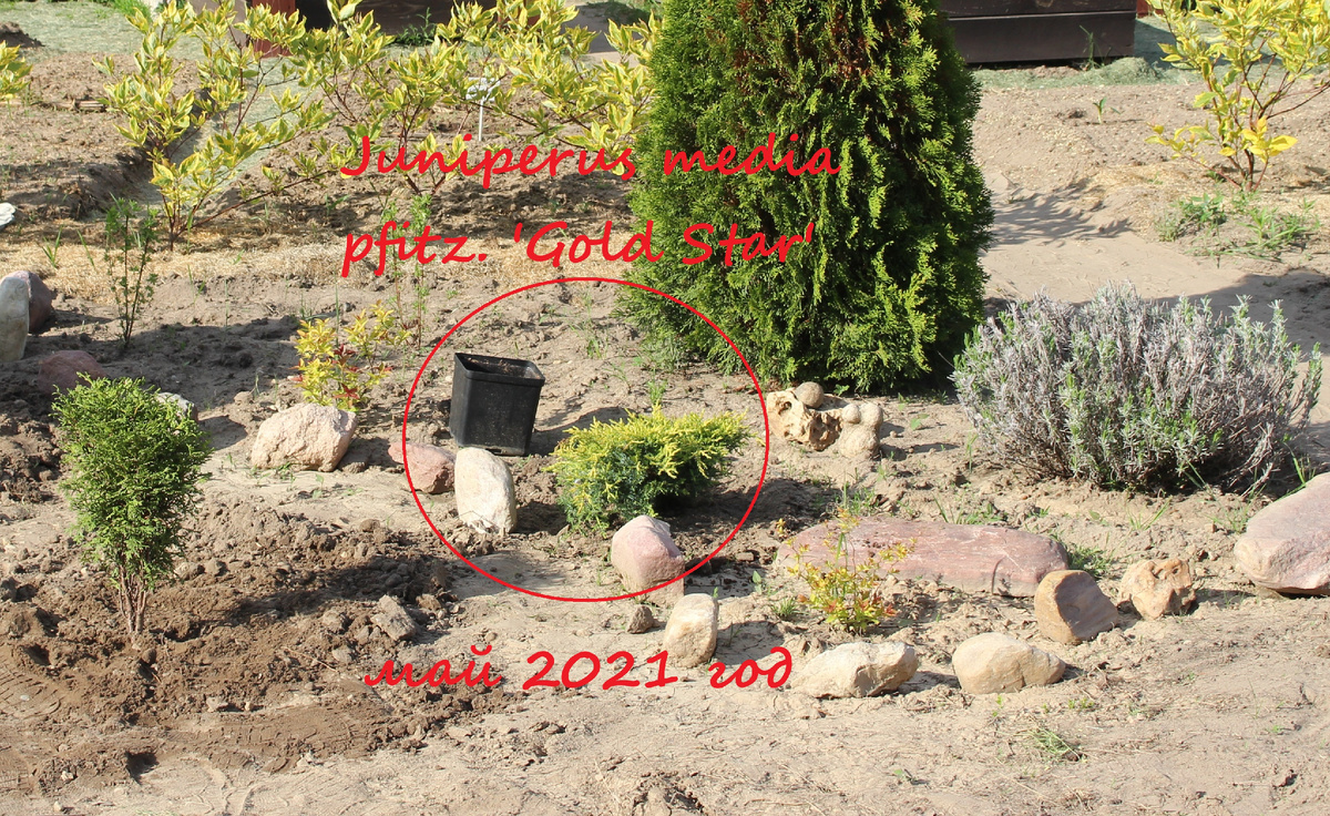 26 мая 2021 года - посадка саженца