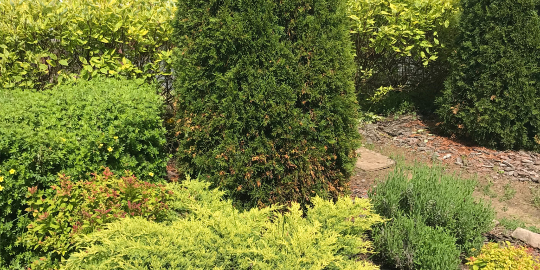 **Можжевельник "Голд Стар": как вырос за 5 лет** (2021-2025)