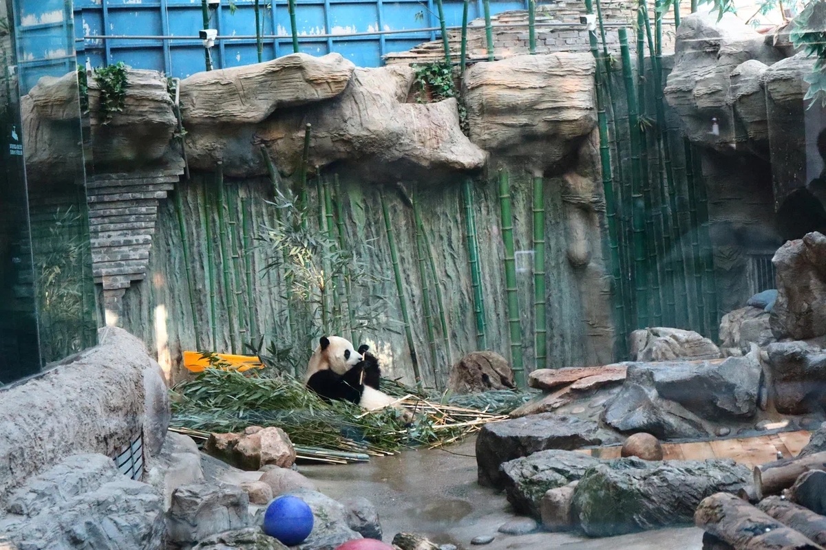 Панды в Пекинском зоопарке. Фото автора