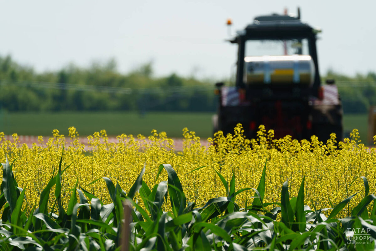 Фото: © Салават Камалетдинов / «Татар-информ»