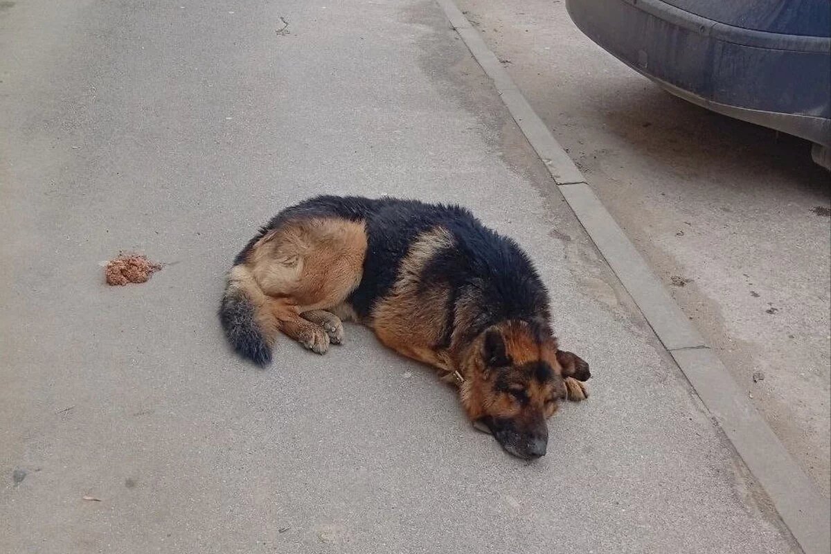    Фото vk.com/centrpomoshizhyvotnym