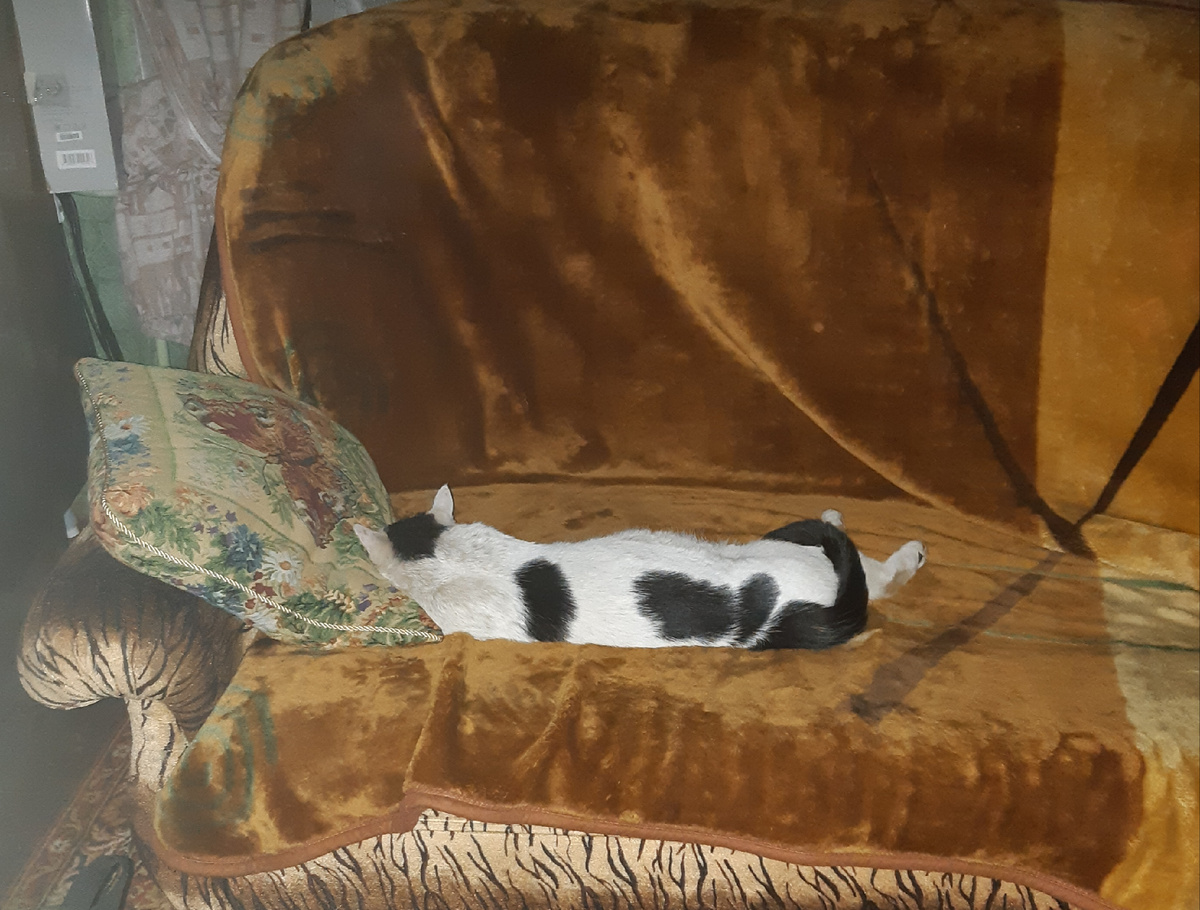 Уж и так блюду, блюду, куда больше! Сил уже никаких нет с вами всеми! С лап валюсь!