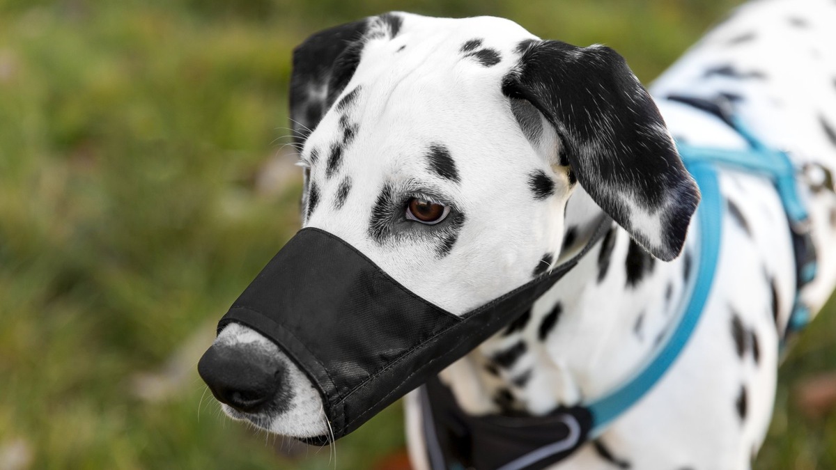    Самое главное в приучении к наморднику — последовательность