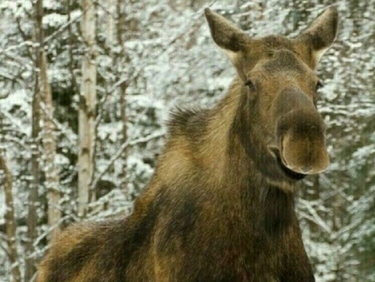     Фото: Охотнадзор Иркутской области