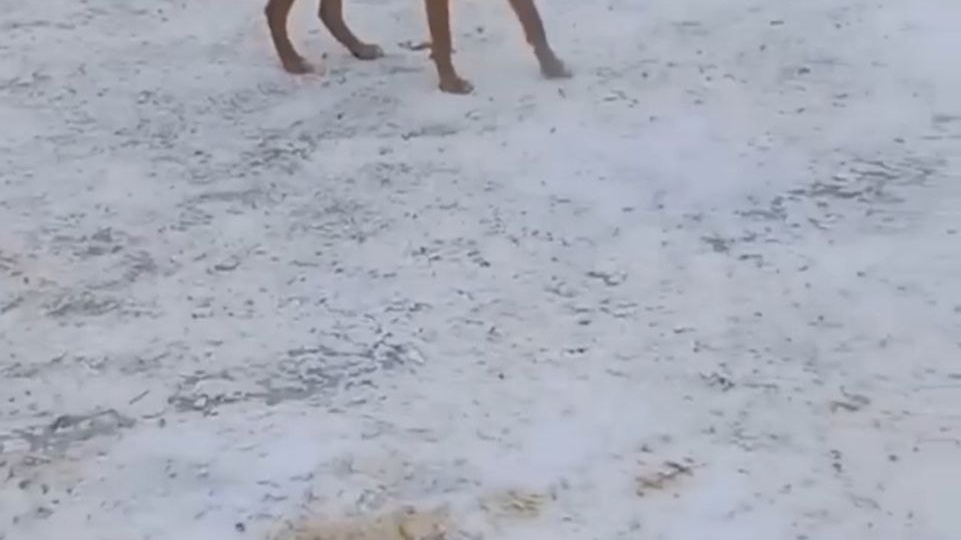 Собаке перебили лапы, помогите🙏🏻