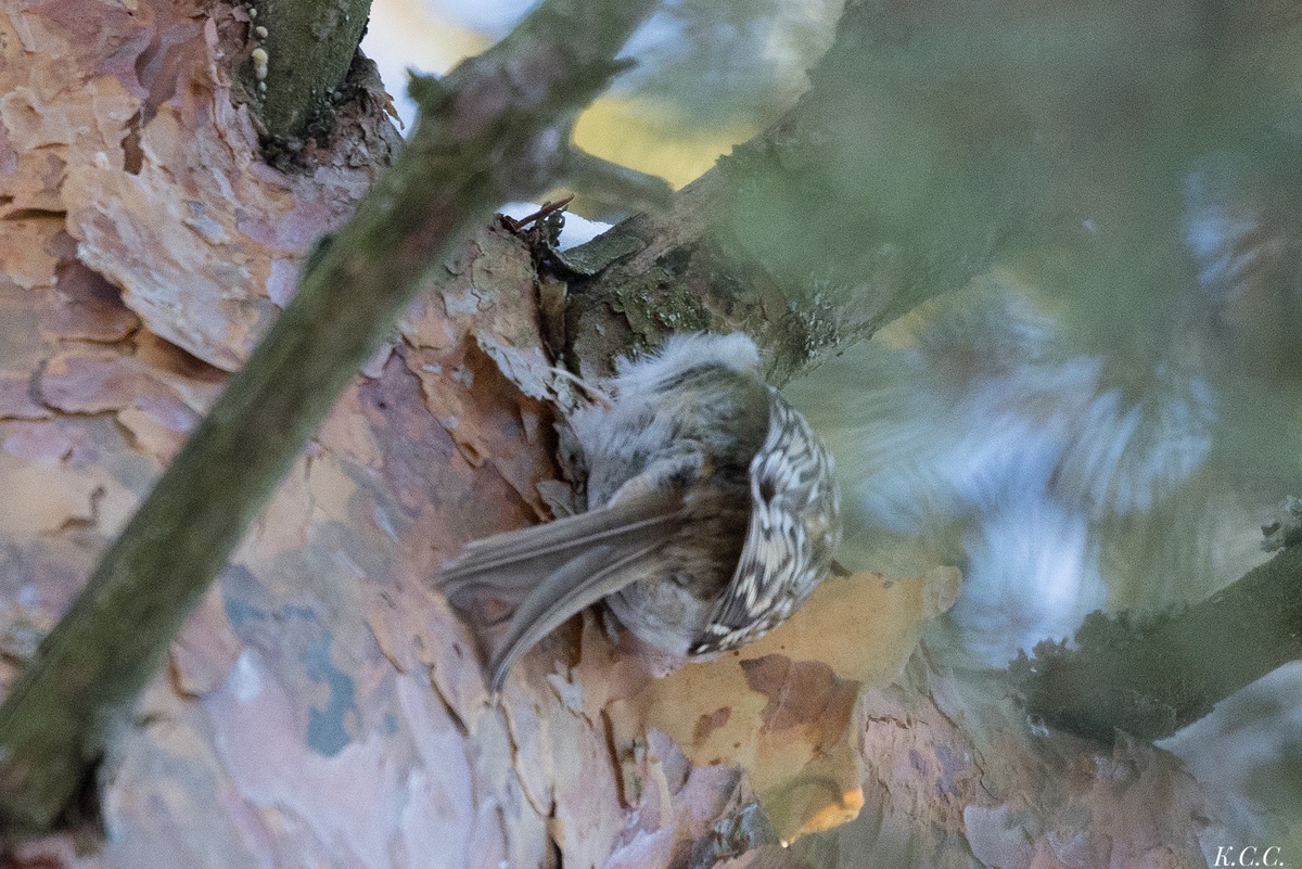 Пищуха, фото автора