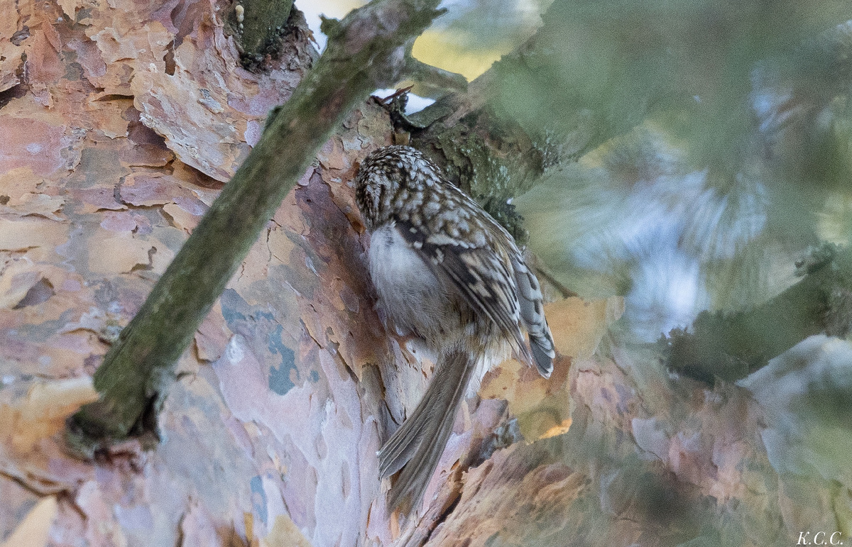 Пищуха, фото автора