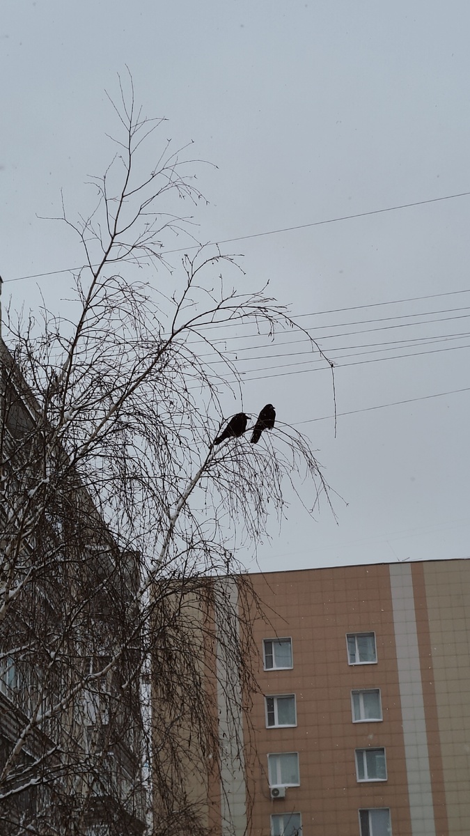 Пара грачей.