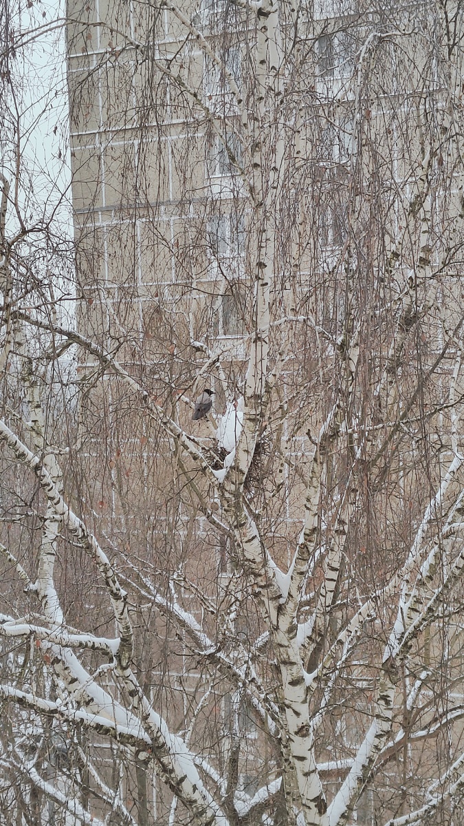 Ворона около гнезда.