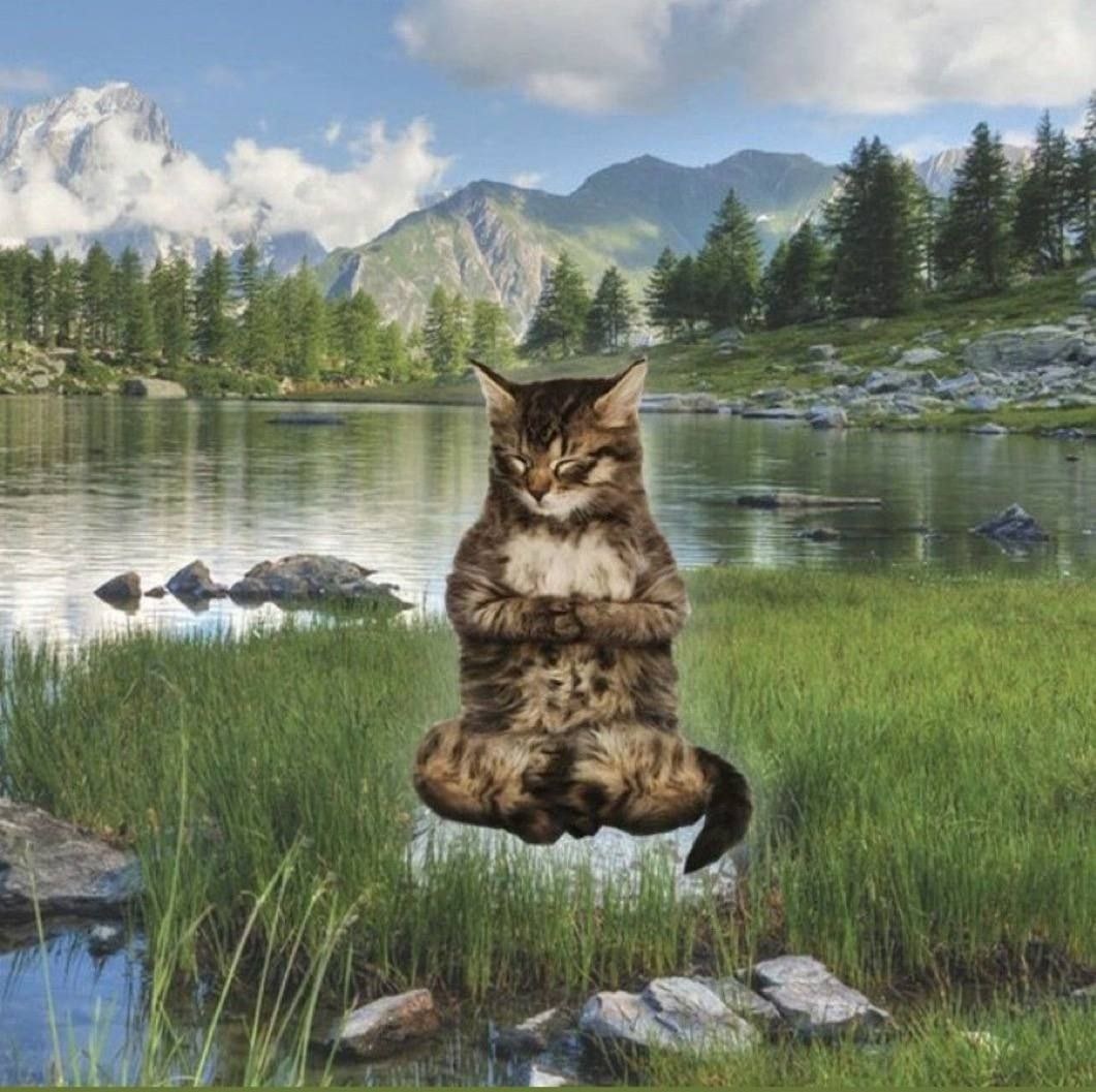 Котику не пусто.