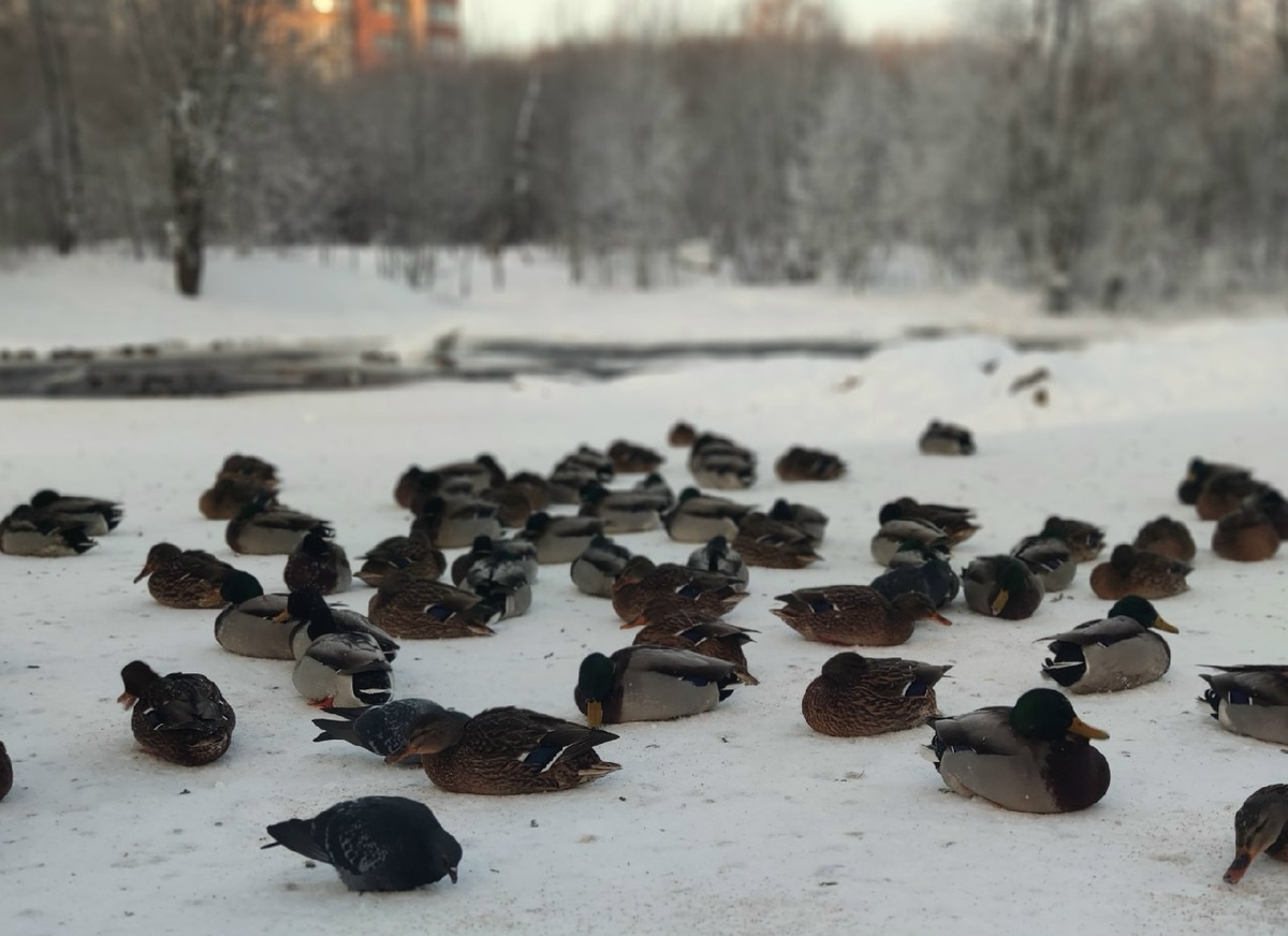    фото: © Столица на Онего