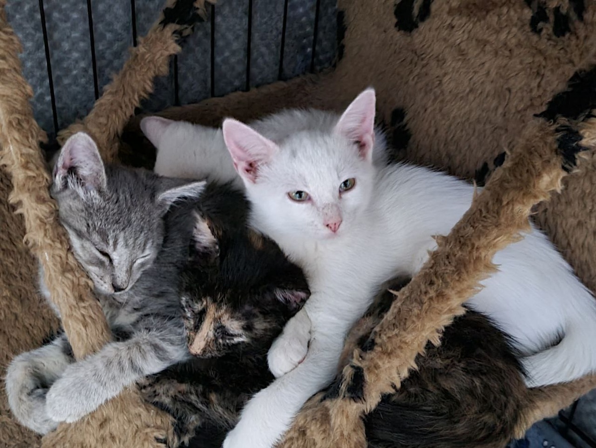 Все сладкие малявочки с фото ищут хозяев