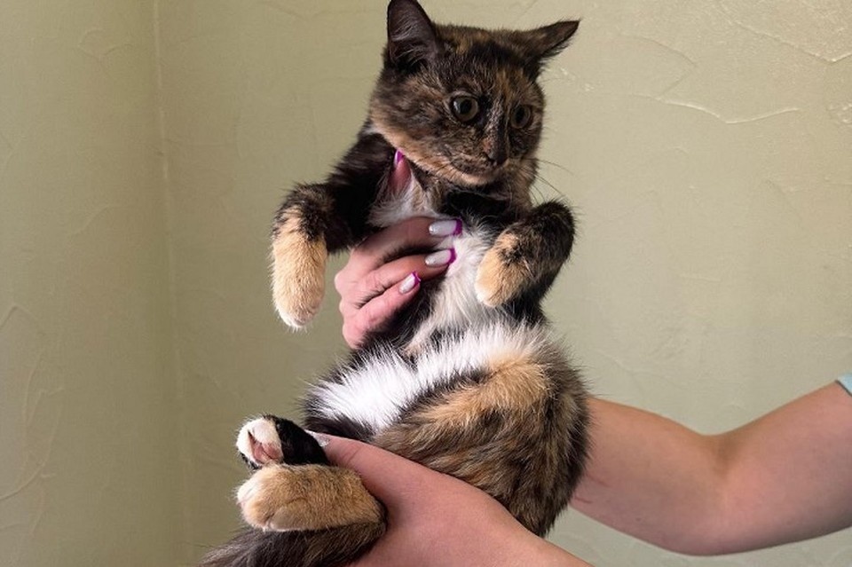    Уральские активисты ищут дом питомцам. Фото: соцсети фонда «ЗООЗащита»