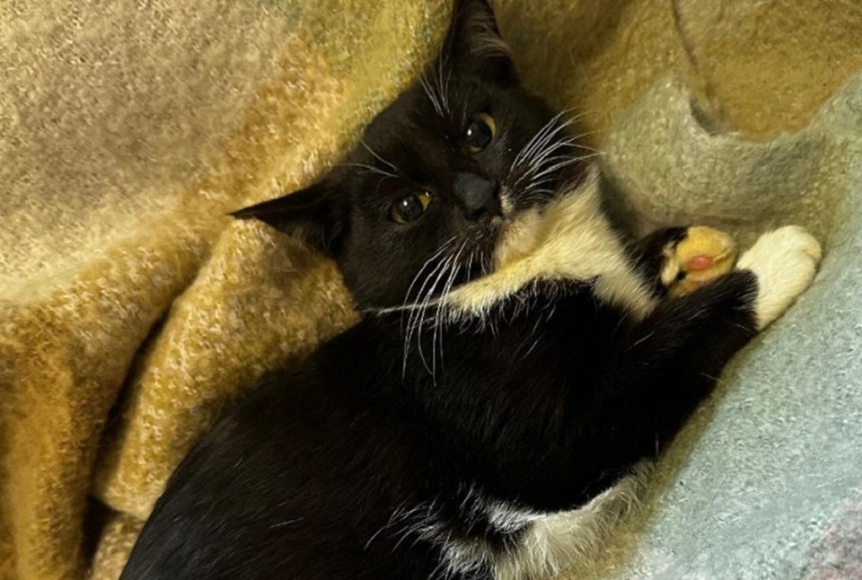    У черно-белой кошки немного нарушена координация. Фото: соцсети фонда «ЗООЗащита»