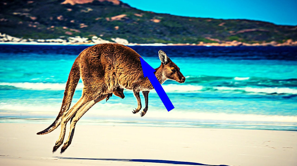    Кенгуру топят собак и никто не верит почему