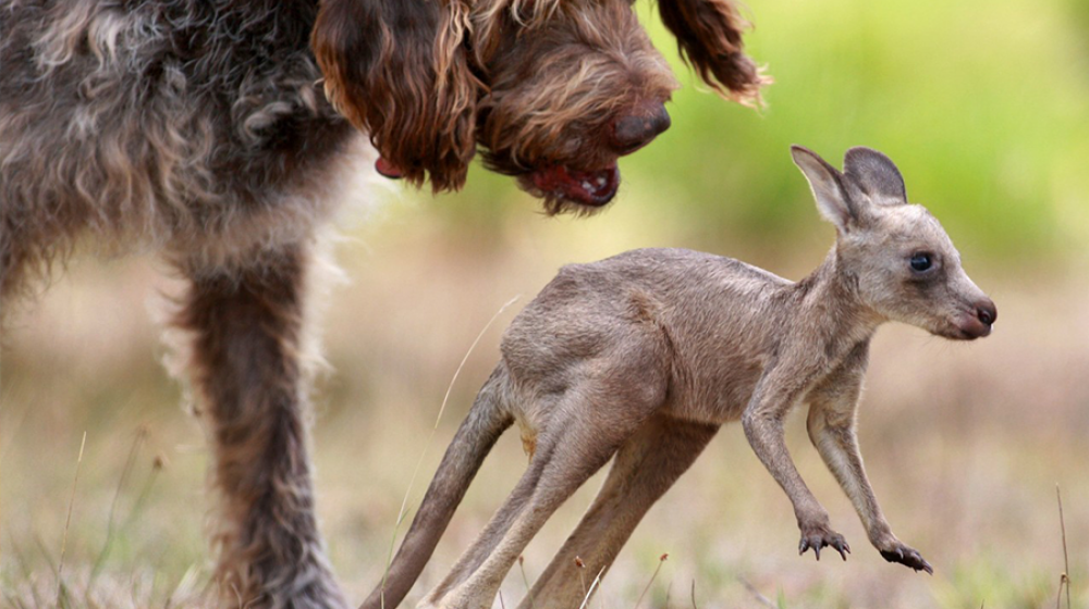    Кенгуру топят собак и никто не верит почему