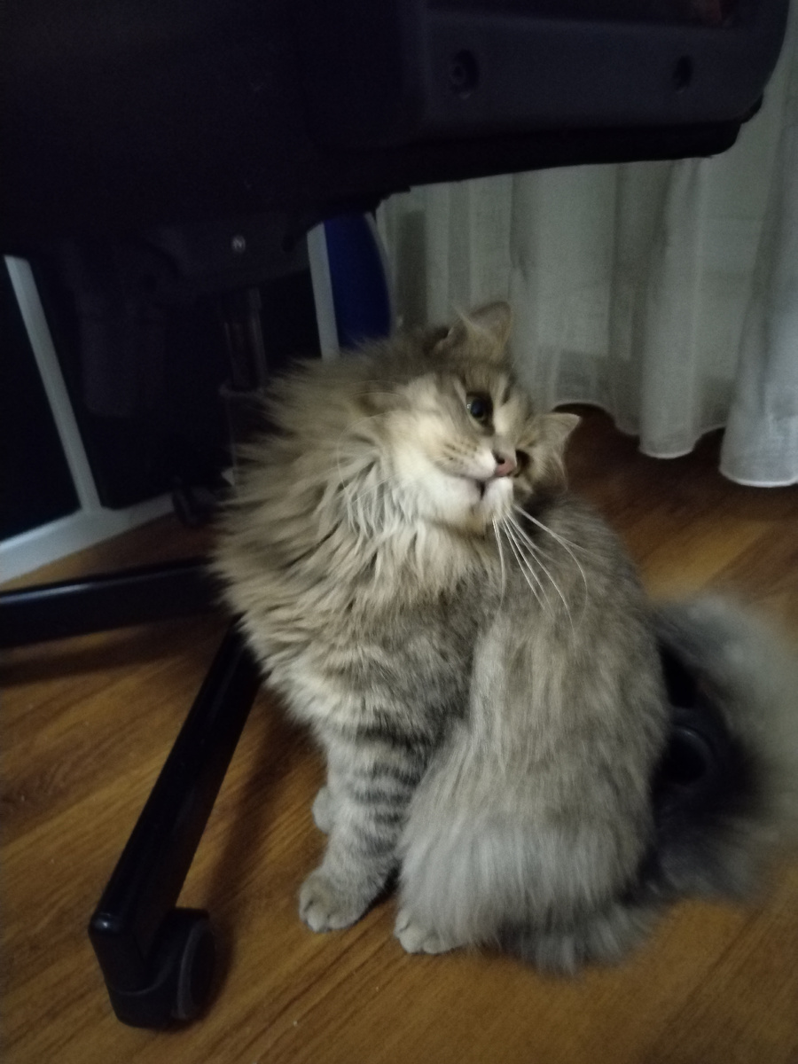 Коша сегодня. Месяц на передержке. 