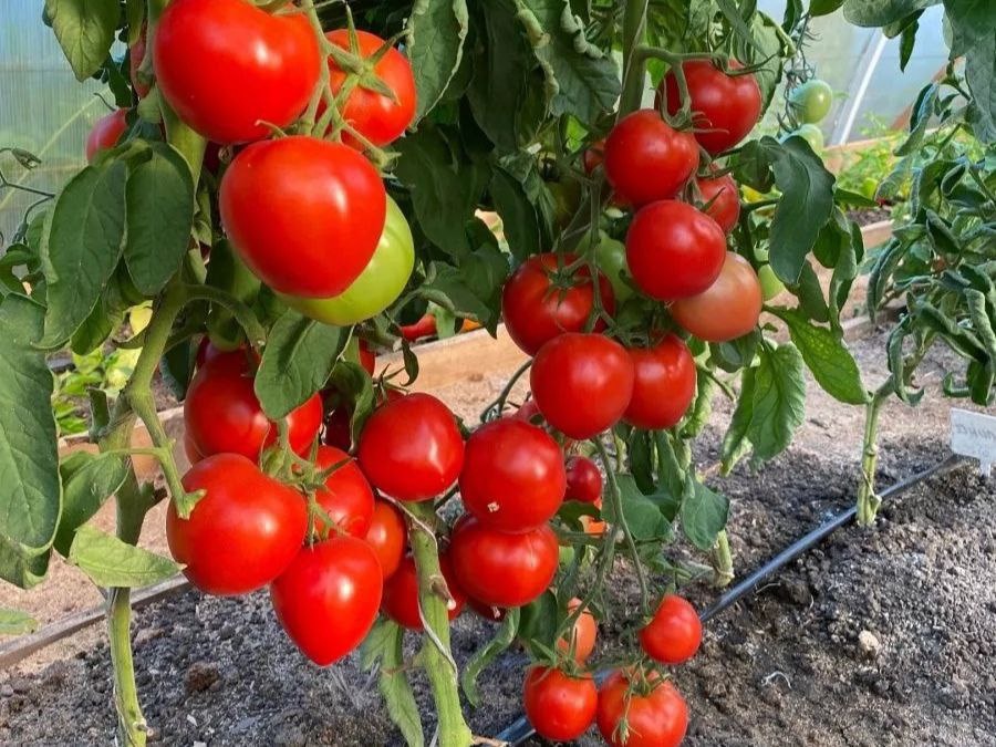 Томат Сердцеедка. Фото: alsemya.ru