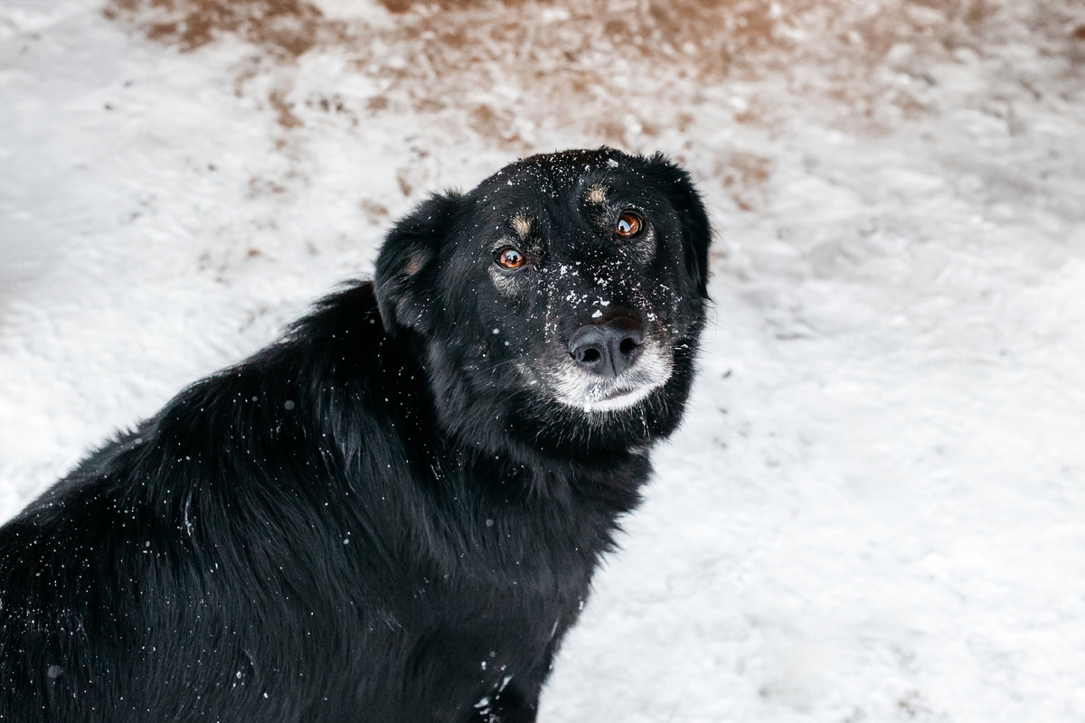 Мася изображает сиротинушку)