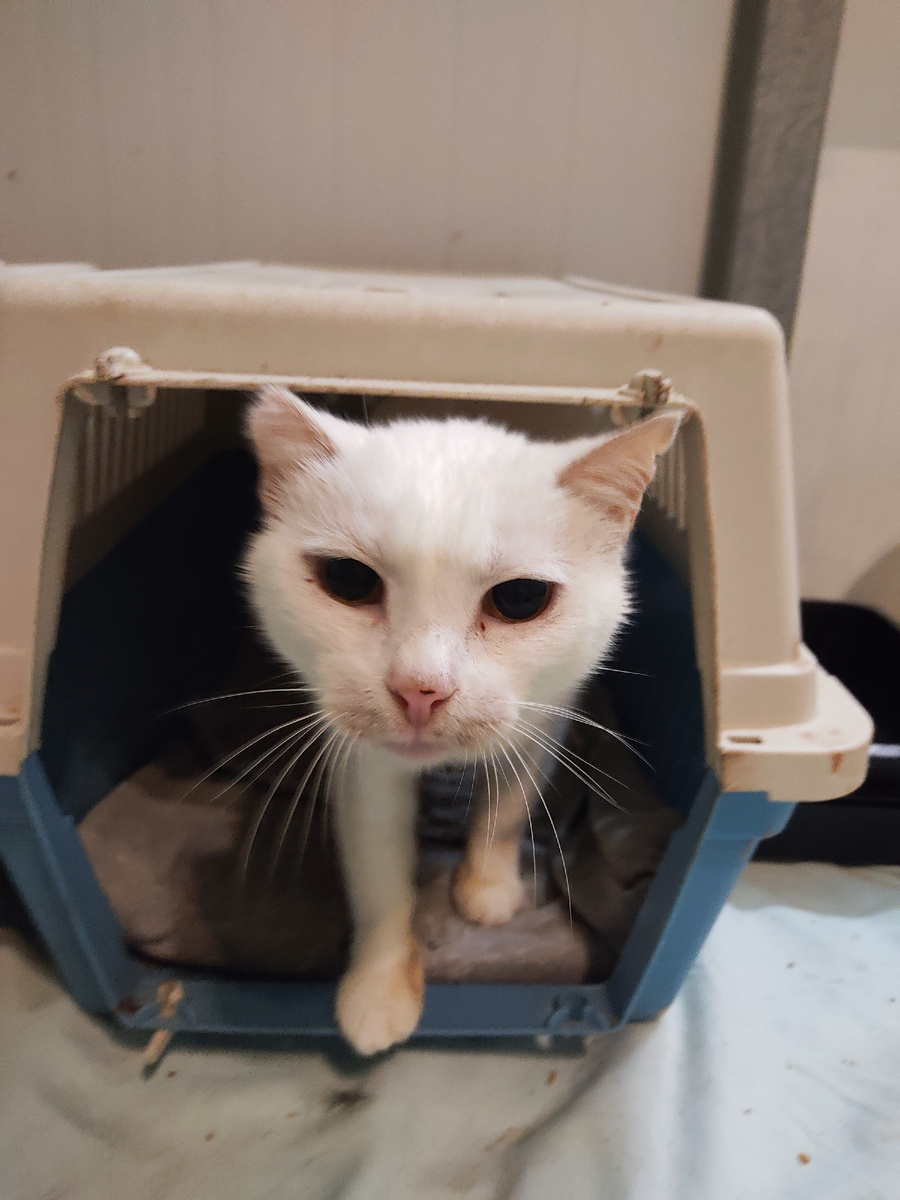 Синди . До того как всё стало совсем плохо.