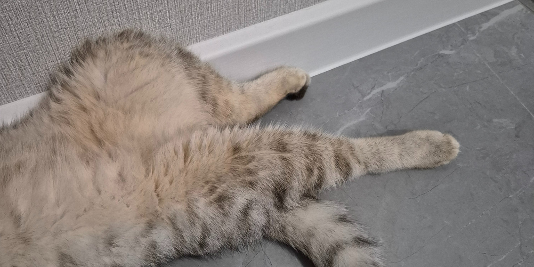 Что делать, если наступили коту на хвост