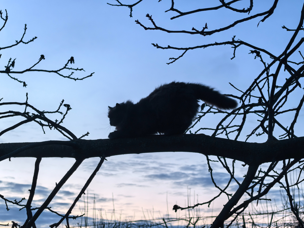 Точим когти