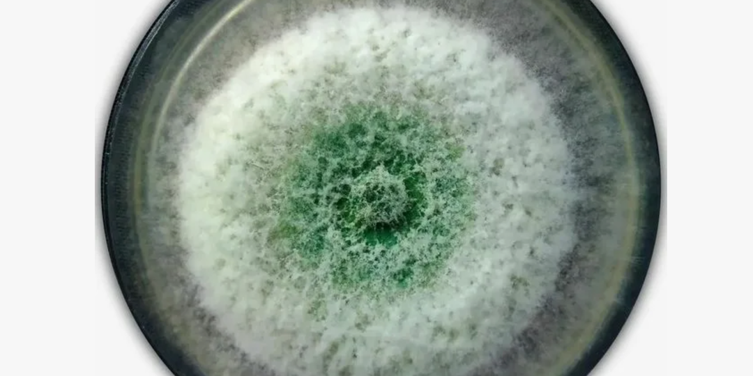 Правда ли, что триходерма повышает эффективность удобрений?