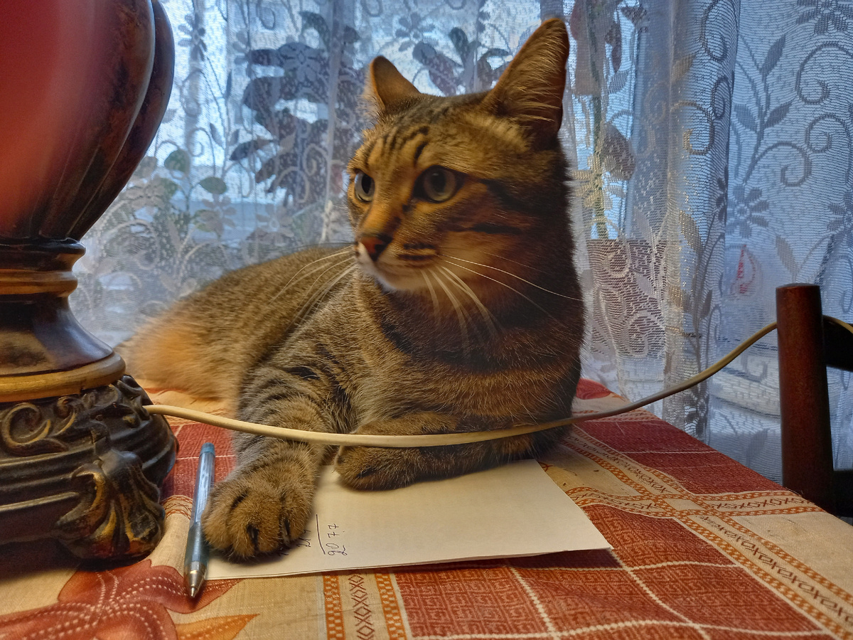 Кот домашний задумчивый. Фото автора.