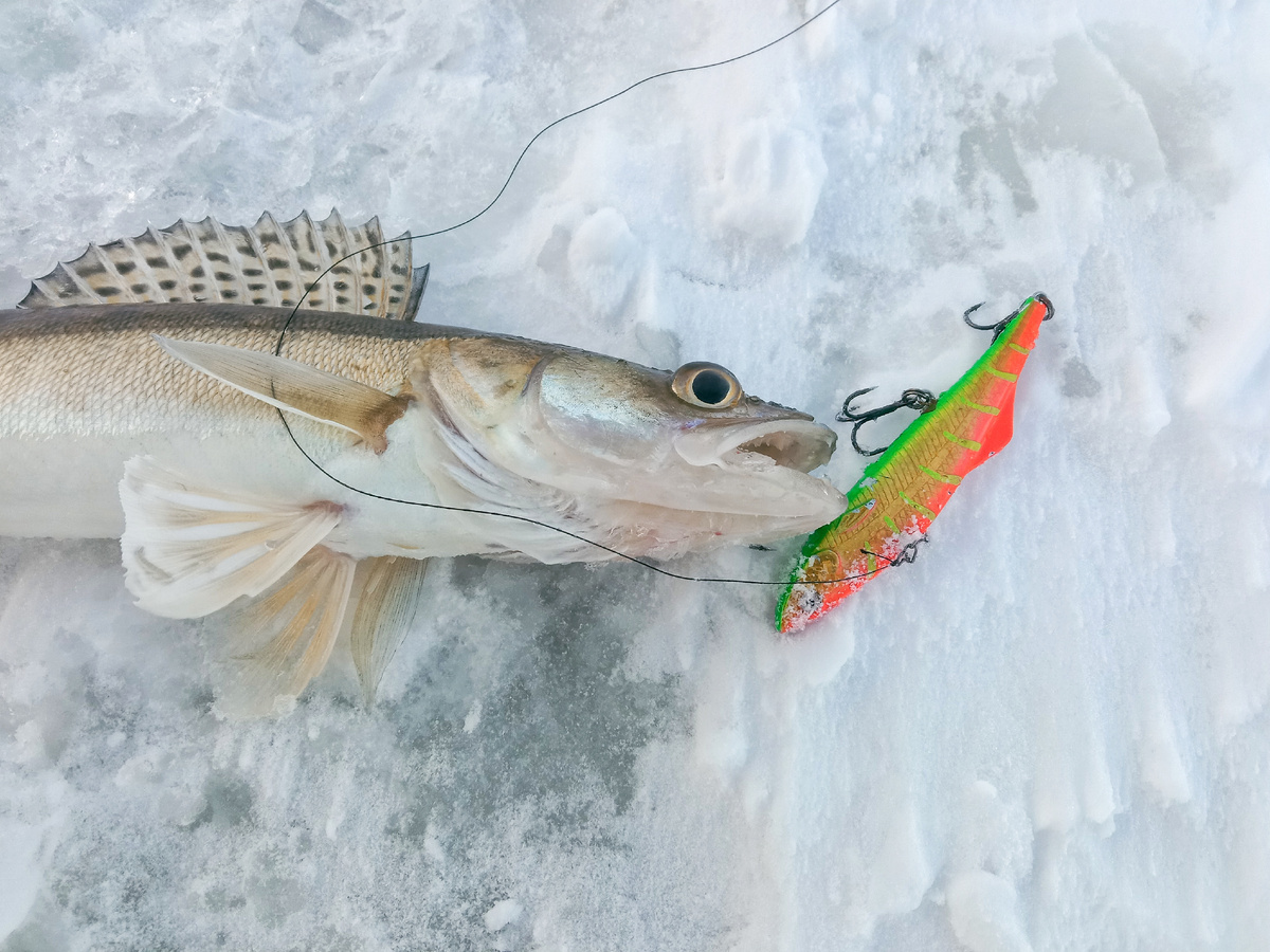 Вот он, первый хвостик, уже получается, сезона 2026!