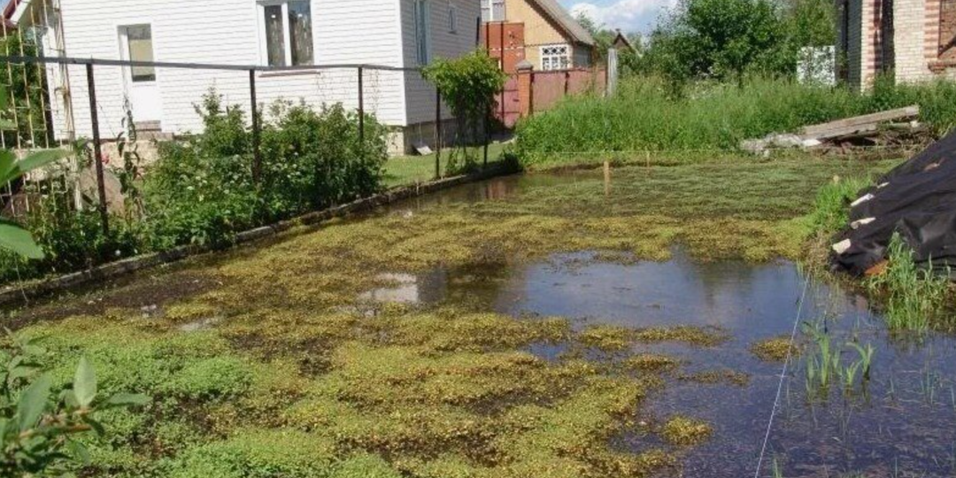 Какие деревья становятся “осушителями грунта”: растения-насосы