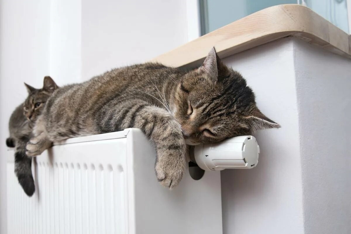 Фото с сайта: https://www.amoreaquattrozampe.it/gatti/gatti-piu-freddolosi-razze-quali-sono/86389/amp/