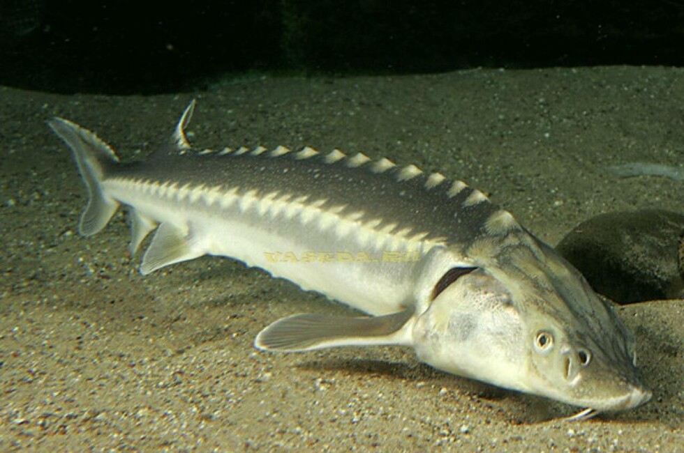 Фото: официальный сайт Азово-Черноморского филиала ВНИРО