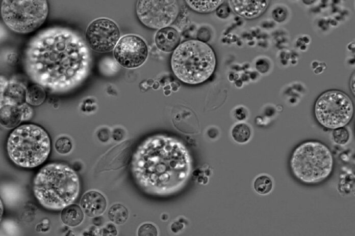    #image_title novostix