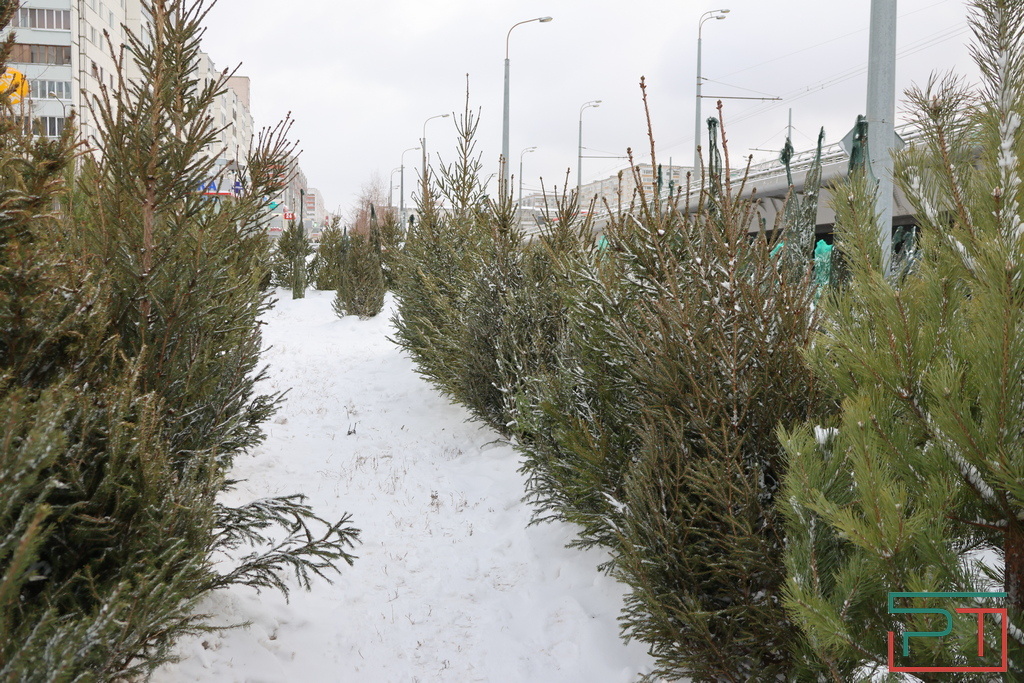 Хвоя является ценной подкормкой для птиц и животных.
Фото: © Юлия Бидун / «РТ»

