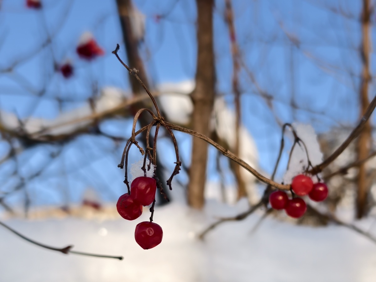 Яркие краски зимы