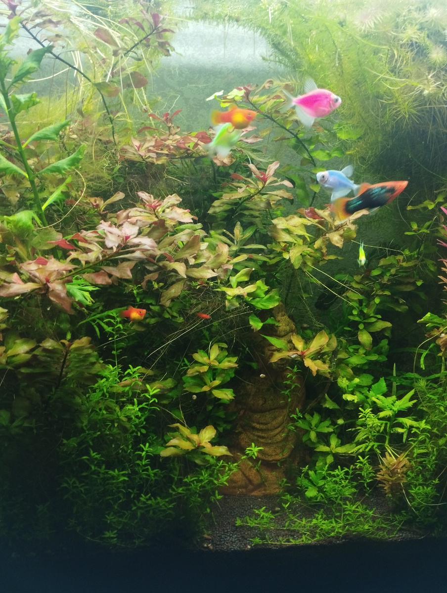 Сейчас особенно нравится снимать аквариум, потому что в нем лето 