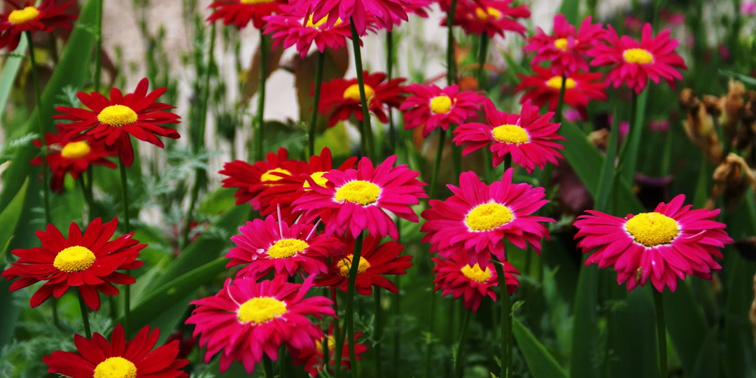 Посадите эти полезные растения рядом с овощами: они прекрасно борются не только с вредителями но и с болезнями