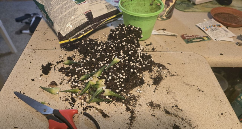    Фото Анастасии Дмитриевой